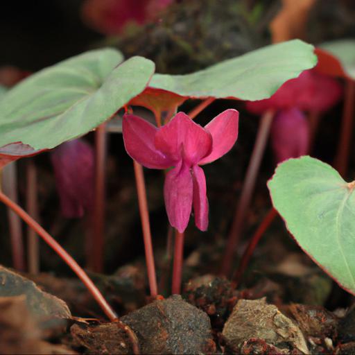 Growing rhodochiton atrosanguineus