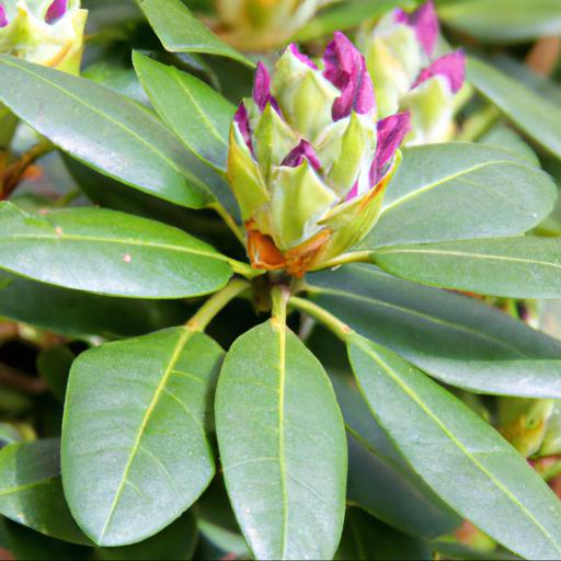 Growing rhododendron dopey