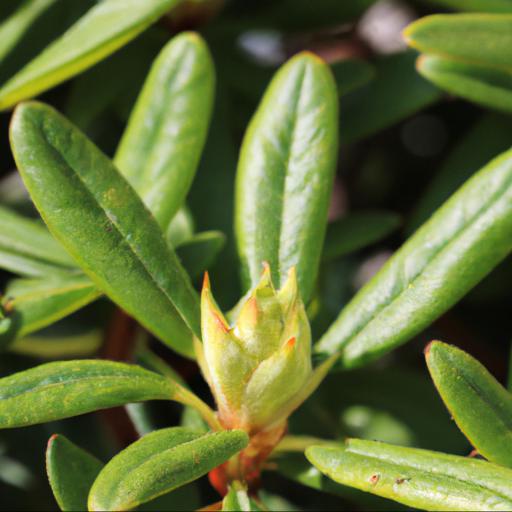 Growing rhododendron dora amateis