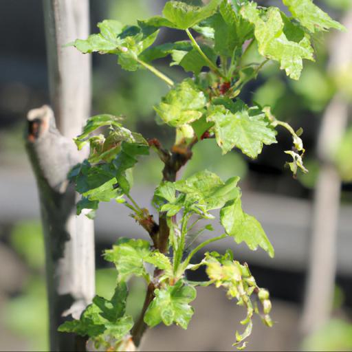 Growing ribes uva crispa pax