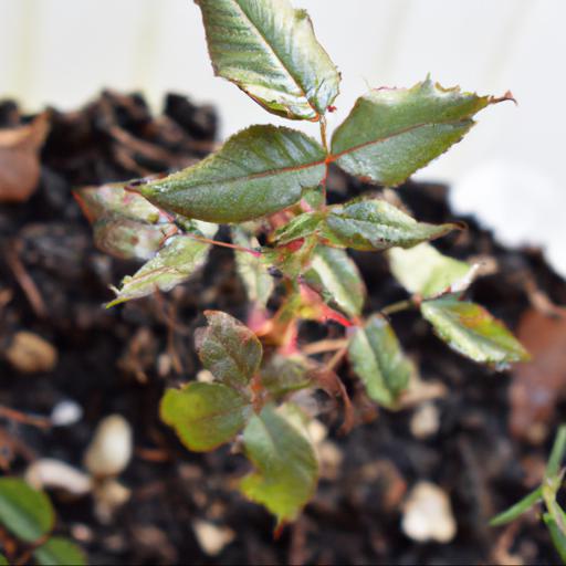 Growing rosa abbies rose: tips and tricks for a healthy plant