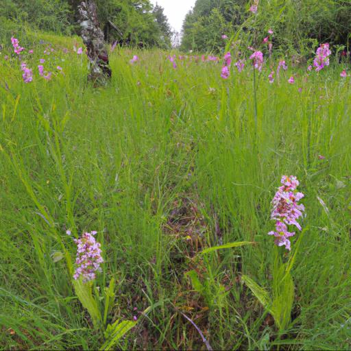 Habitat and distribution of dactylorhiza foliosa