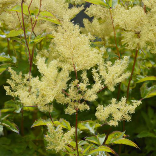 Health benefits of filipendula ulmaria