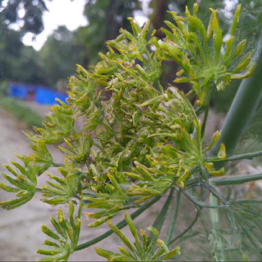 Health benefits of foeniculum vulgare purpureum