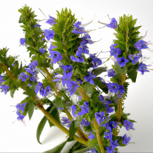 Health benefits of hyssopus officinalis