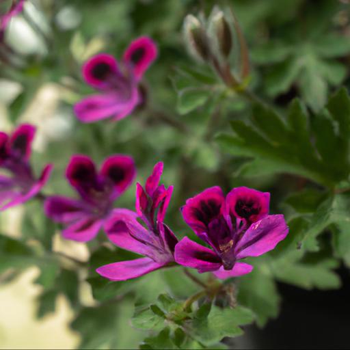 Historical significance of geranium cinerium memories