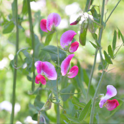 History and origin of lathyrus odoratus mollie rilstone