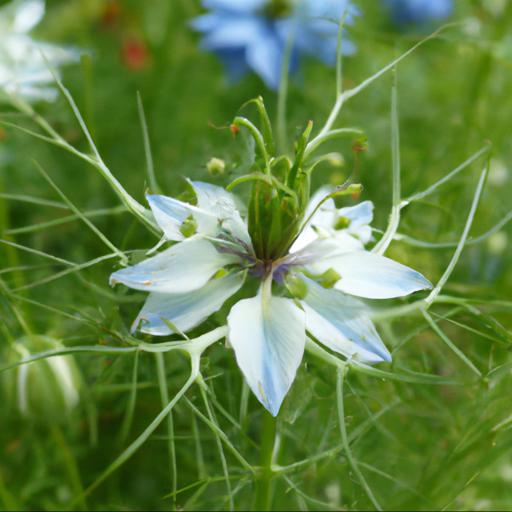 History and origin of nigella damascena miss jekyll