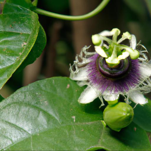 History and origin of passiflora constance elliot