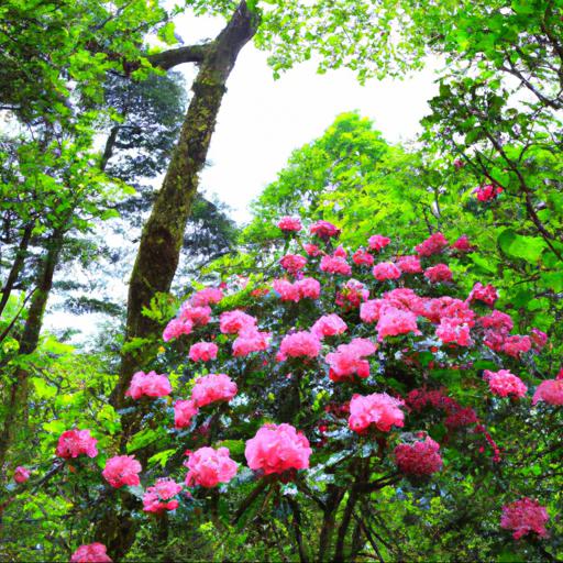 History and origin of rhododendron yakushimanum koichiro wada