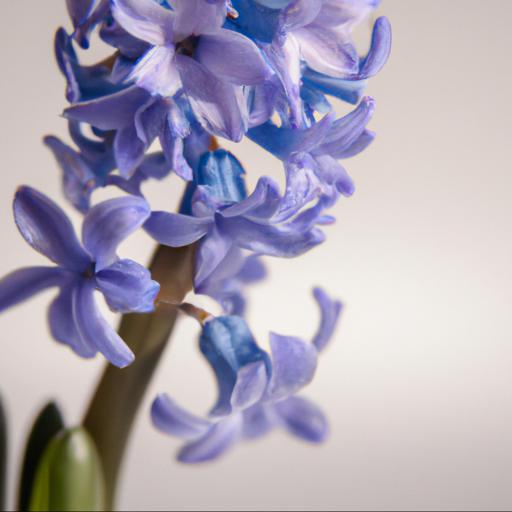 History of hyacinthus orientalis delft blue