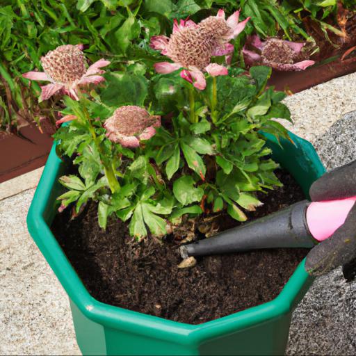 How to care for astrantia major claret