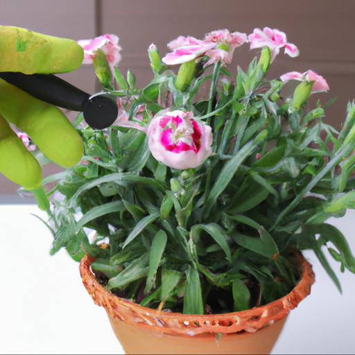 How to care for dianthus candy floss