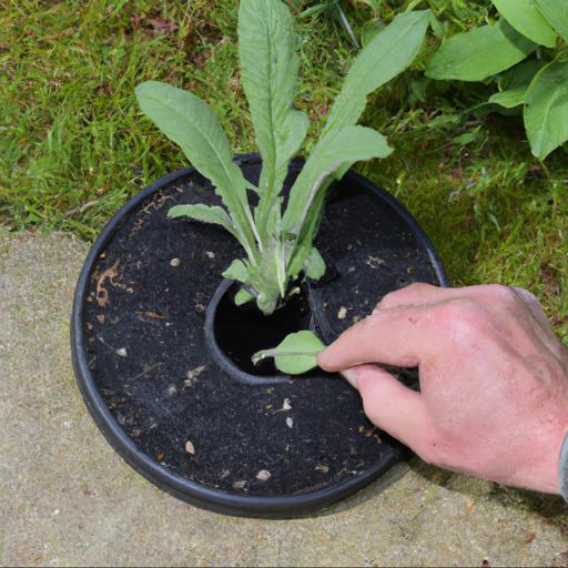 How to care for digitalis purpurea primrose carousel