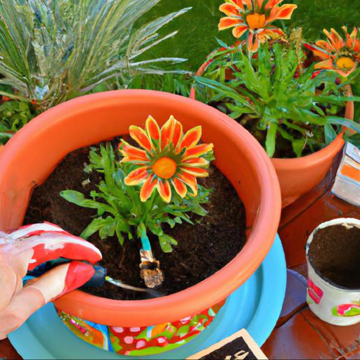 How to care for gazania tiger stripes