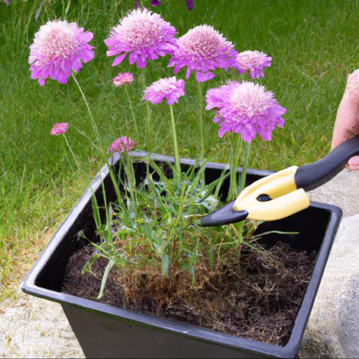 How to care for knautia macedonica