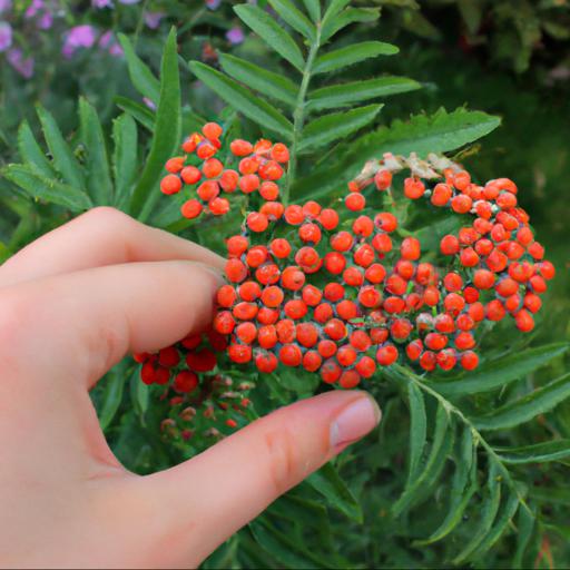 How to grow achillea millefolium summer berries