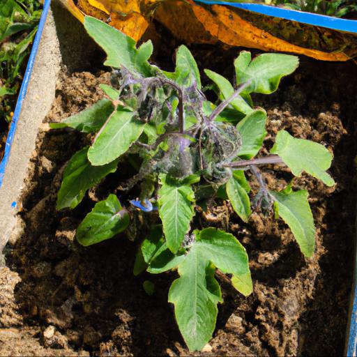 How to grow borago officinalis