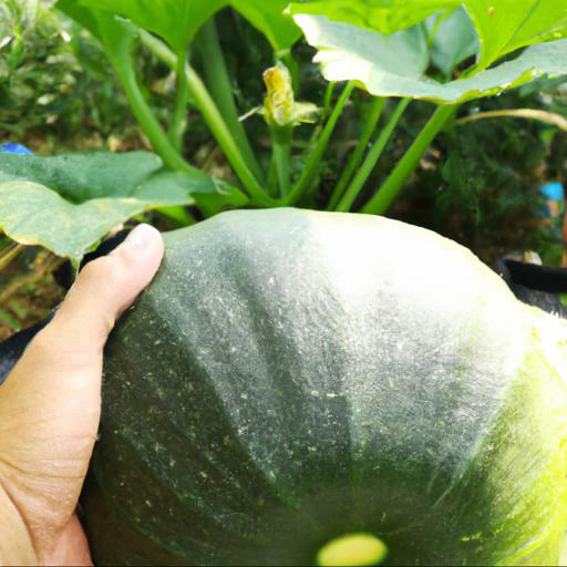 How to grow cucurbita pepo crown prince