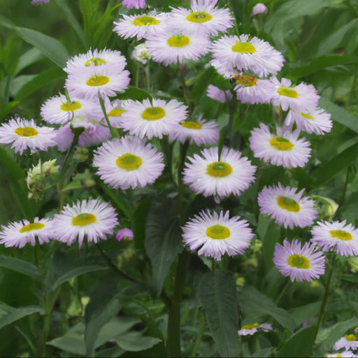 How to grow erigeron four winds