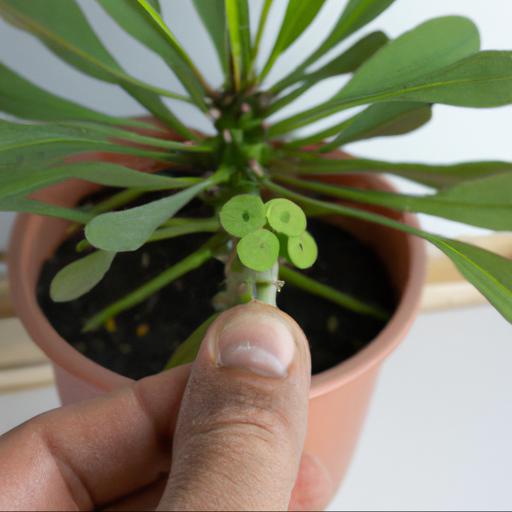 How to grow euphorbia mellifera