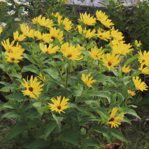 How to grow helianthus tuberosus