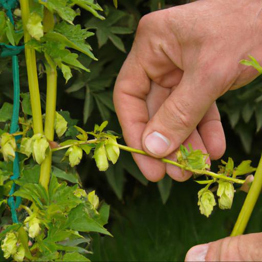 How to grow humulus lupulus aureus