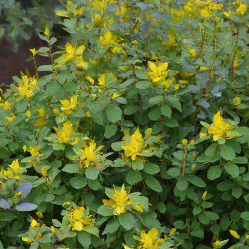 How to grow hypericum x inodorum magical lightning