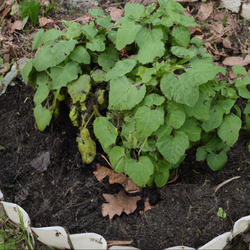 How to grow lamium galeobdolon