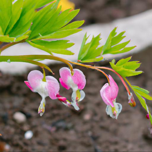 How to grow lamprocapnos spectabilis pearl drops