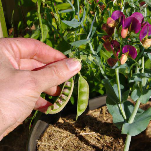 How to grow lathyrus rotundifolius