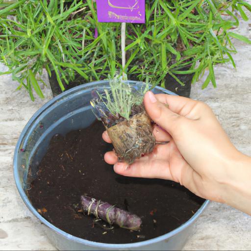 How to grow lavandula stoechas