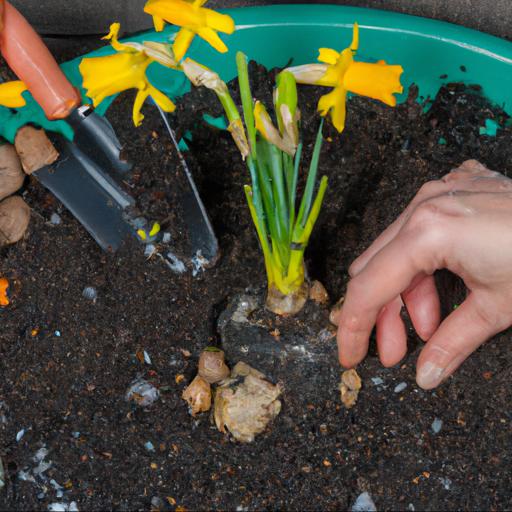 How to grow narcissus february gold