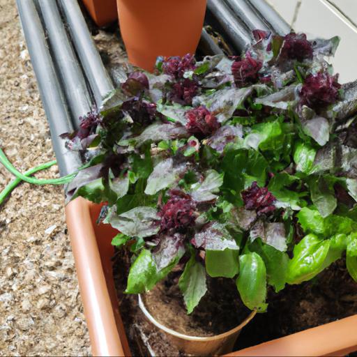 How to grow ocimum basilicum var