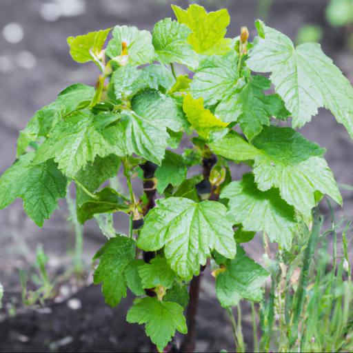 How to grow ribes uva crispa