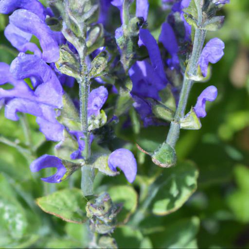 How to grow salvia dysons joy