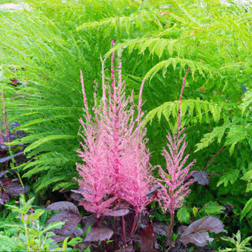 How to plant and care for actaea simplex pink spike