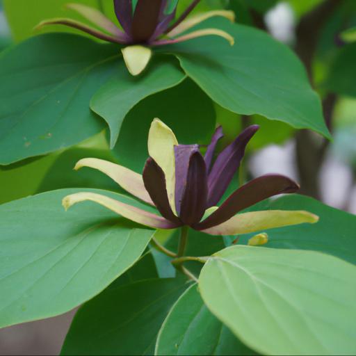 How to plant and care for calycanthus raulstonii hartlage wine