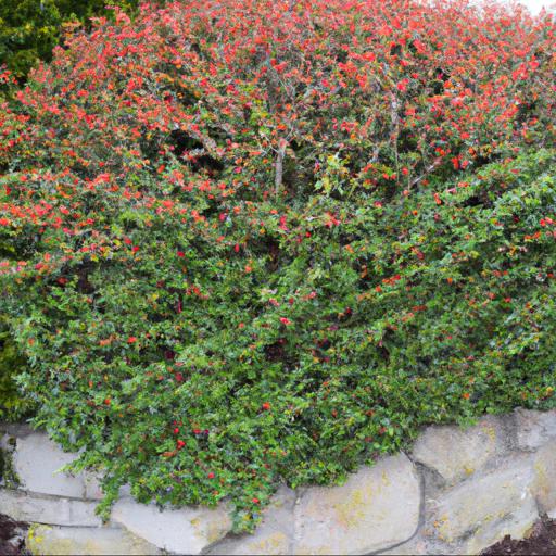 How to plant and care for cotoneaster frigidus cornubia