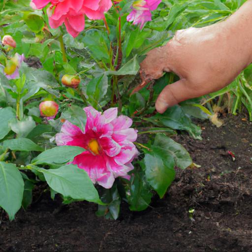 How to plant and care for dahlia auroras kiss