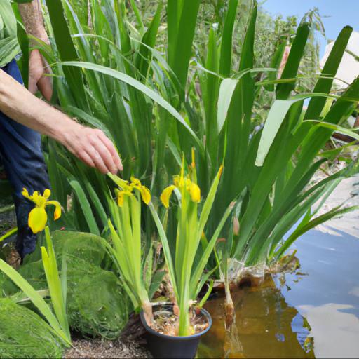 How to plant and care for iris pseudacorus