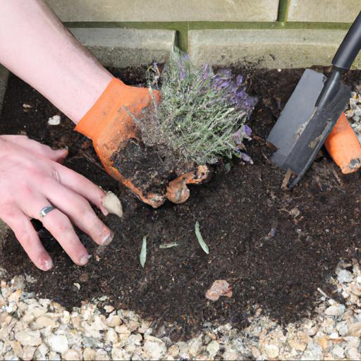 How to plant and care for lavandula angustifolia ashdown forest