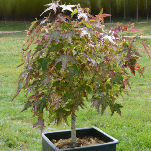 How to plant and care for liquidambar styraciflua lane roberts