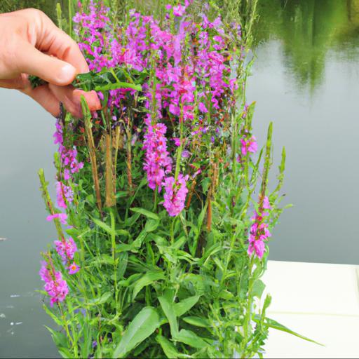 How to plant and care for lythrum salicaria robert