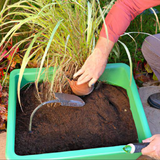 How to plant and care for miscanthus sinensis zebrinus