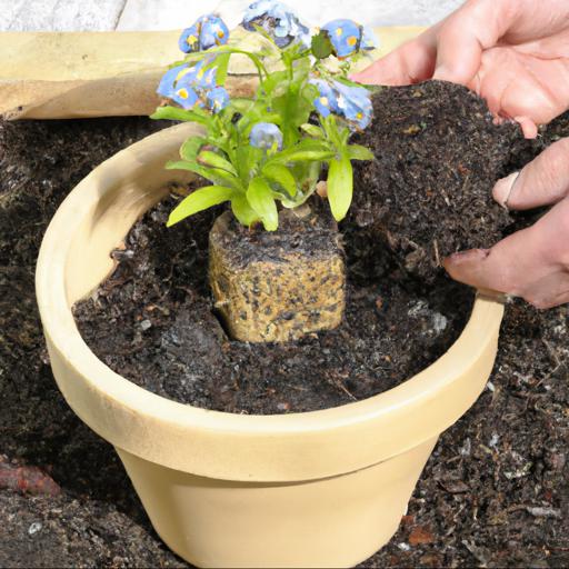 How to plant and care for myosotis sylvatica