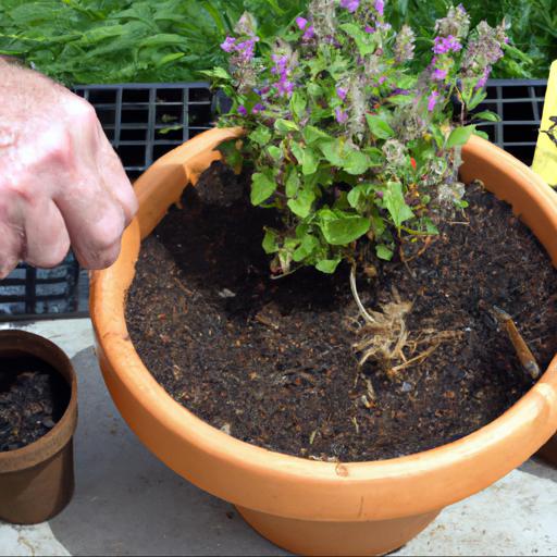 How to plant and care for nepeta subsessilis