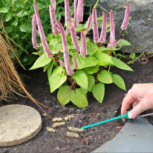 How to plant and care for persicaria bistorta superba