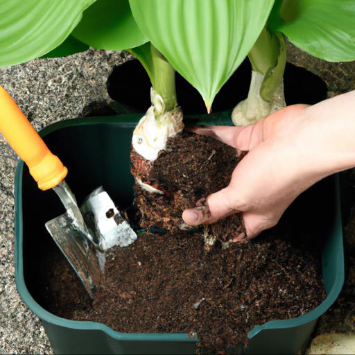 How to plant hosta sum & substance