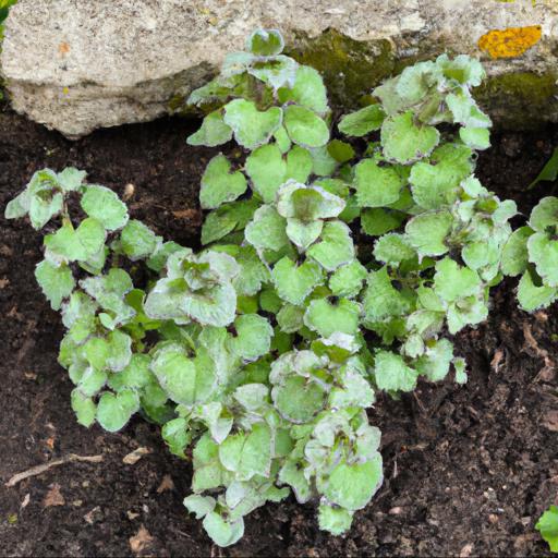 How to plant lamium maculatum beacon silver